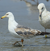 3cy graellsii LBBG in June, ringed in the Netherlands. (135385 bytes)